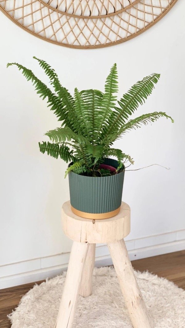 Producto - Helecho + maceta