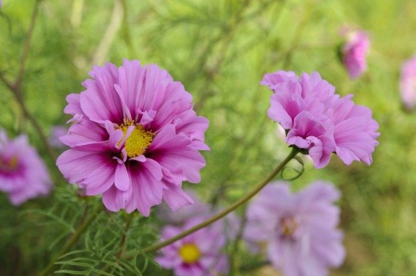 Producto - Cosmos bipinnatus Fizzy Pink Dark Centre - 0