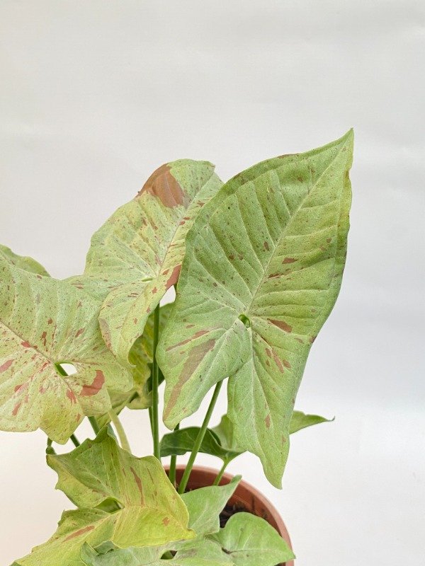 Miniatura de producto - 6