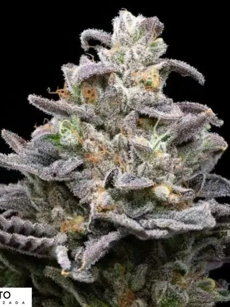 Producto - Pluto x3 - ADN Seeds