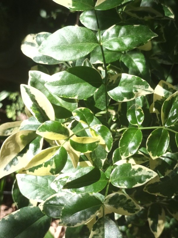 Producto - Bignonia Variegada - 1