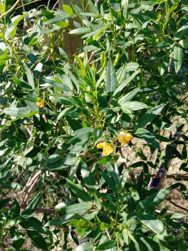 Producto - Semillas Sen de Campo - 3
