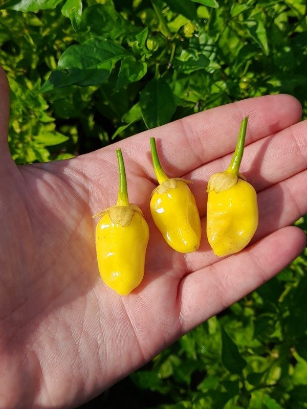 Producto - 10 Semillas de Ají 7 Pot Bubblegum Yellow - 0