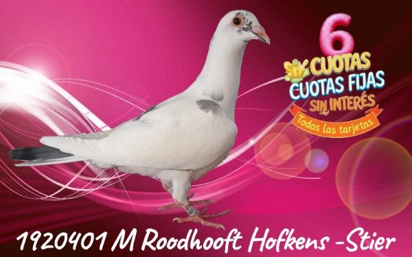 Producto - 1920401 m ROODHOOFT HOFKENS - JONGE STIER