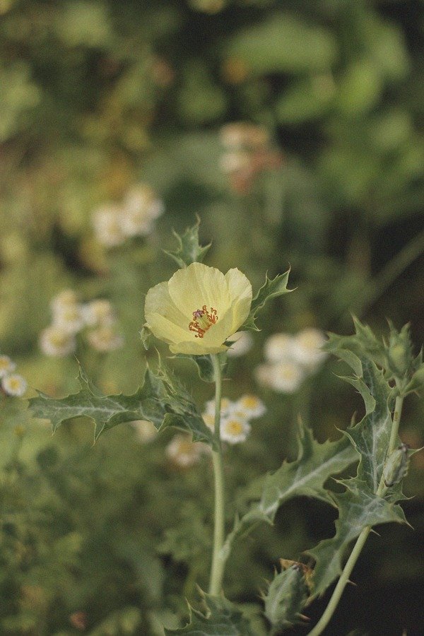 Producto - Argemone subfusiformis "Amapola espinosa"