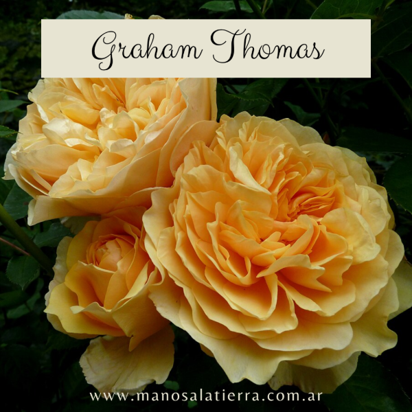 Producto - Rosal Graham Thomas