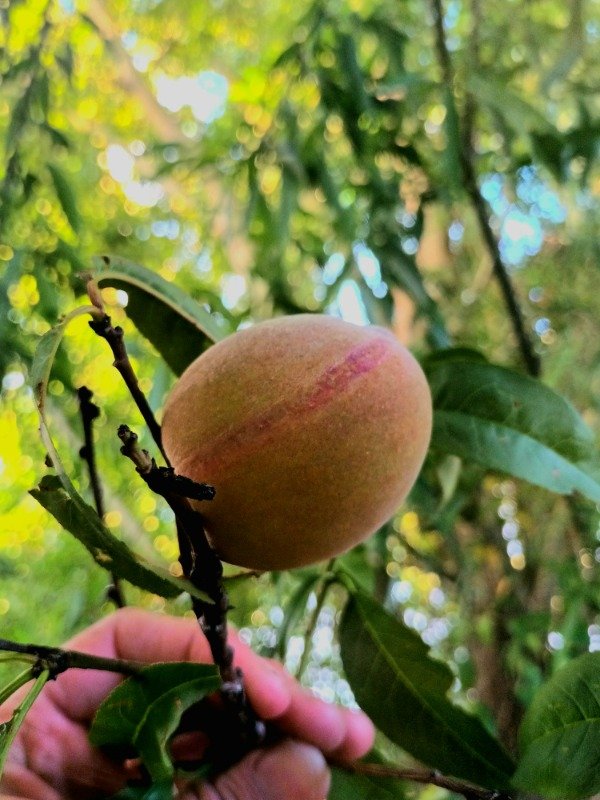 Producto - Duraznero - 3