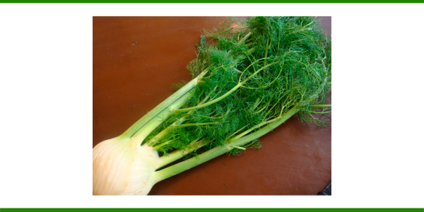 Producto - HINOJO AGROECOLÓGICO