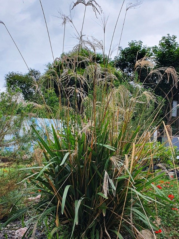 Producto - CLORIS  (Eustachys distichophylla)
