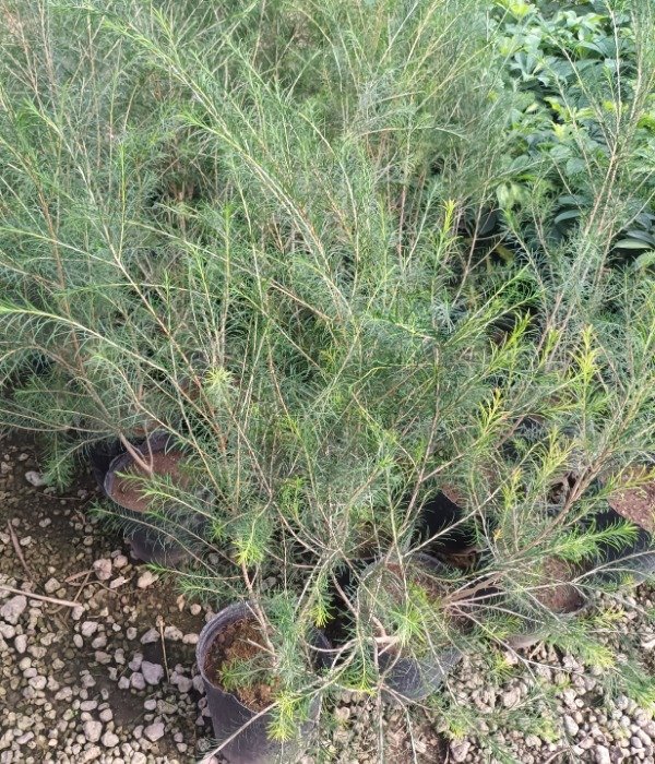 Producto - Melaleuca - 2