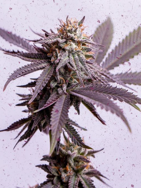 Producto - Choco Og x3 - 1439 Criadoes