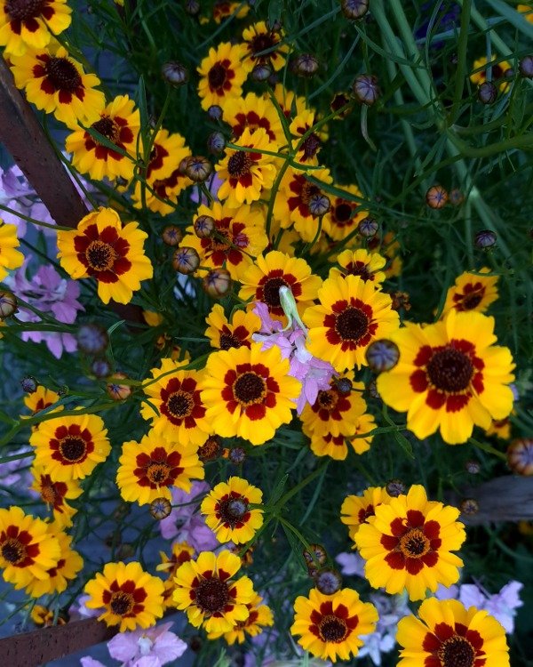 Producto - Coreopsis Tinctorea