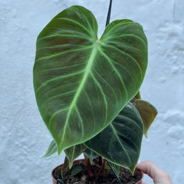 Producto - Philodendron Choco Red m13