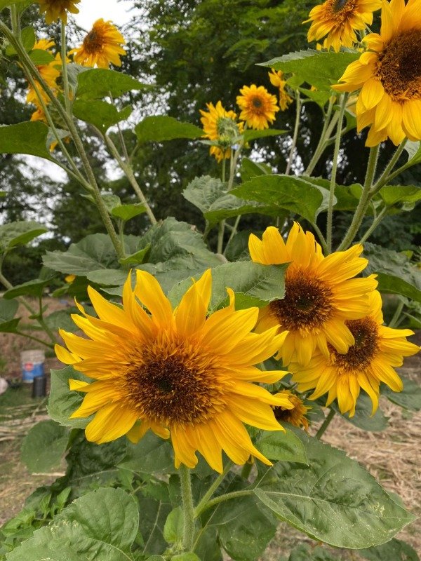 Producto - SEMILLAS DE GIRASOL MULTIFLORAL SUNGOLD