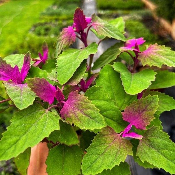 Producto - Espinaca de Árbol