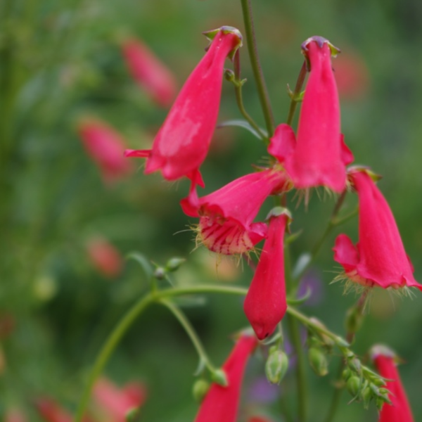 Producto - Penstemon barbatus