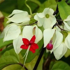 Producto - Clerodendrum thomsoniae