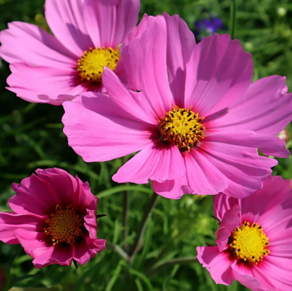 Producto - Cosmos bipinnatus de Flor Simple (Clásica) - 1