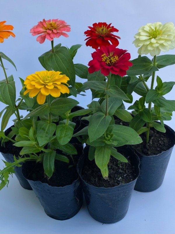 Producto - Zinnia en maceta n12