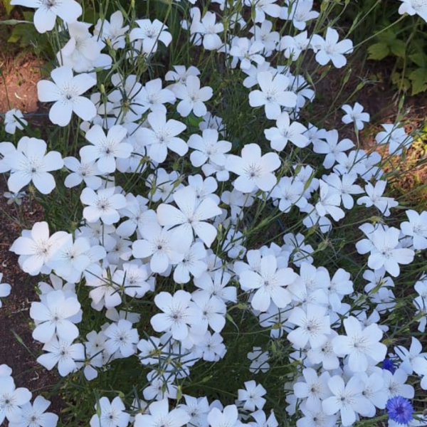 Producto - AGROSTEMMA BLANCA