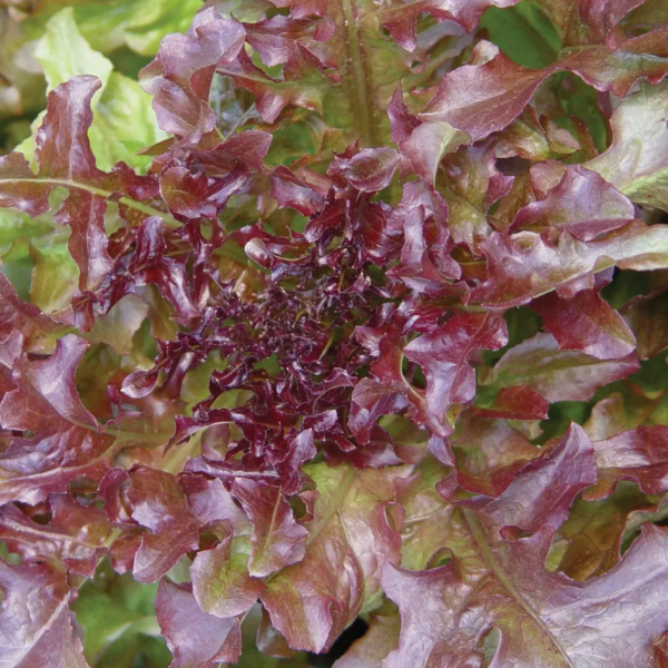 Producto - Semillas de Lechuga Hoja de Roble