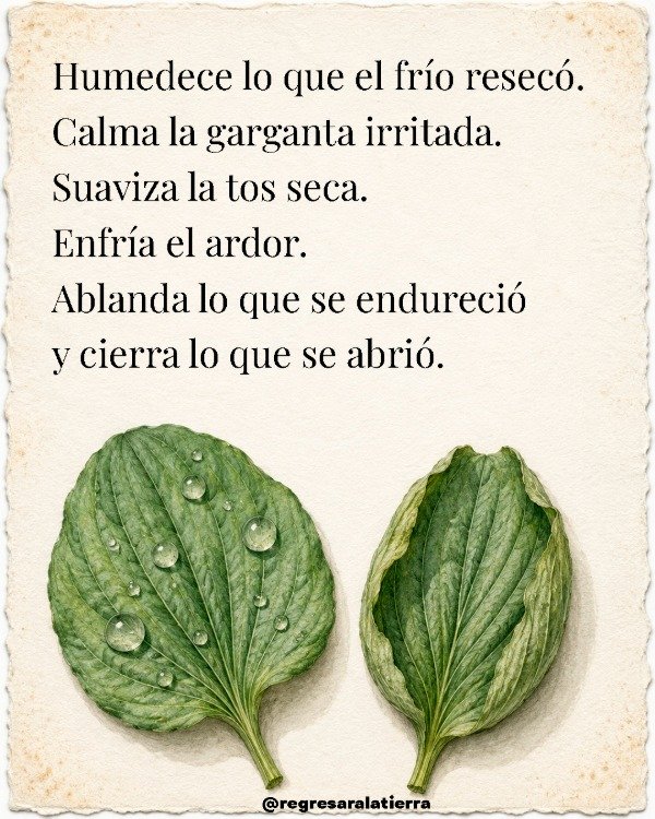 Miniatura de producto - 8