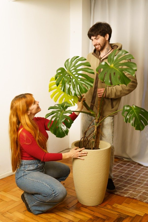 Producto - Monstera Extra Grande