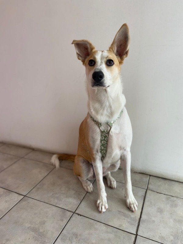 Producto - Pretal cordura margaritas