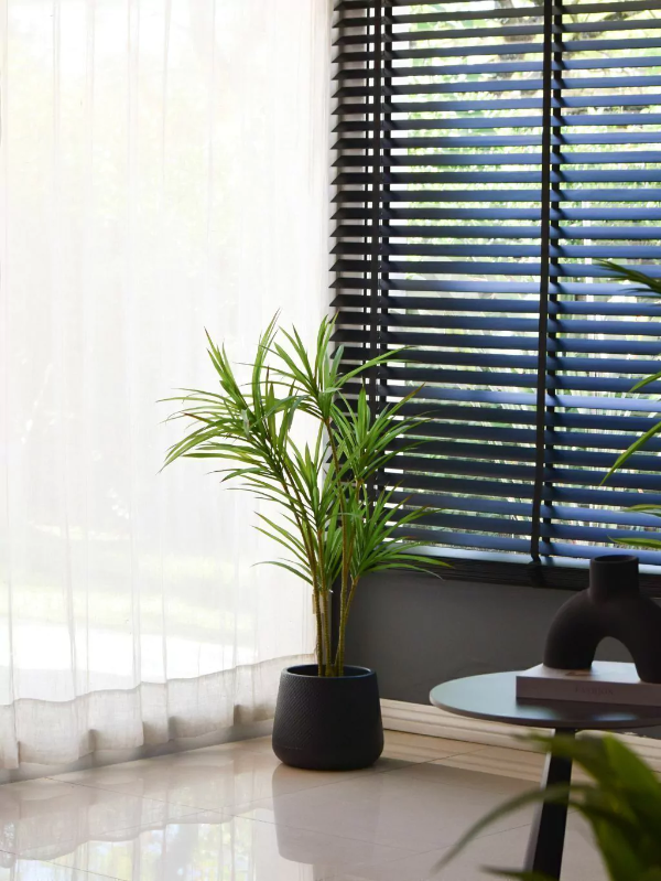 Producto - Planta Dracena Marginata