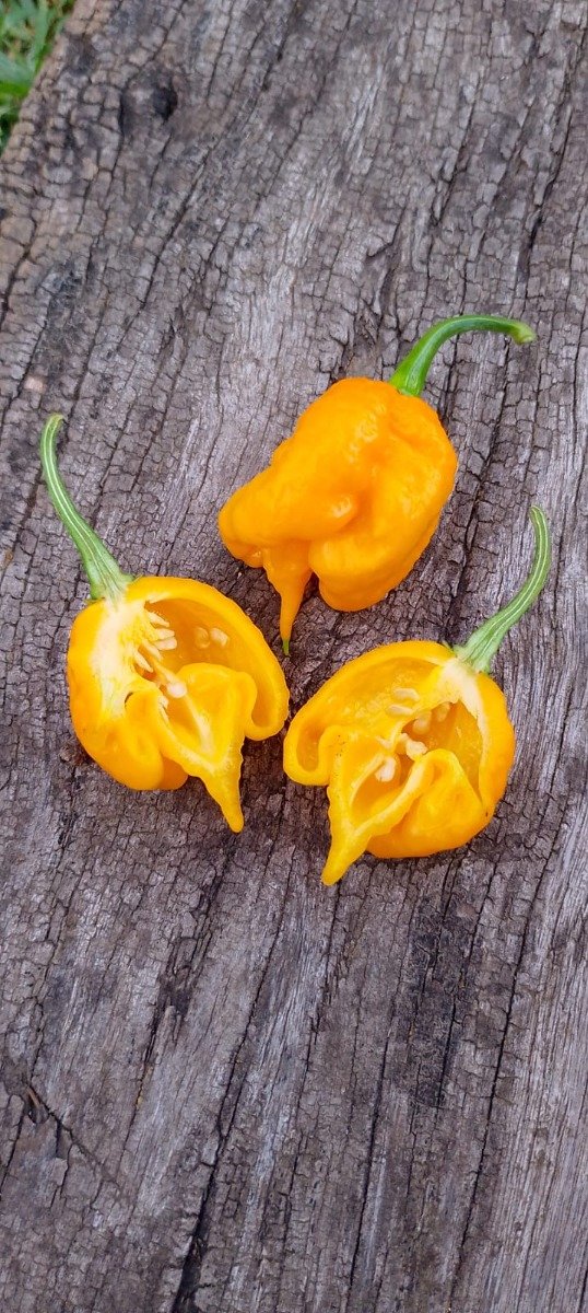 Producto - Semillas de ají Carolina reaper Orange (naranja)