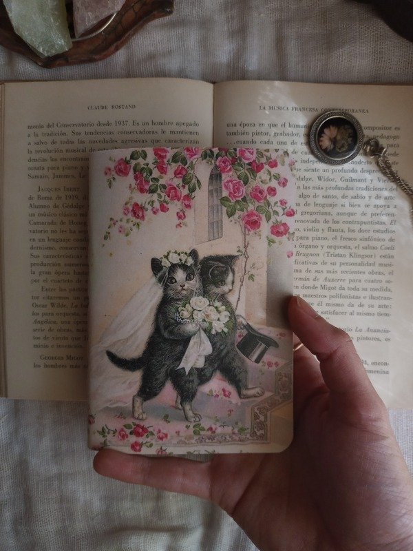 Producto - Casorio Gatuno I