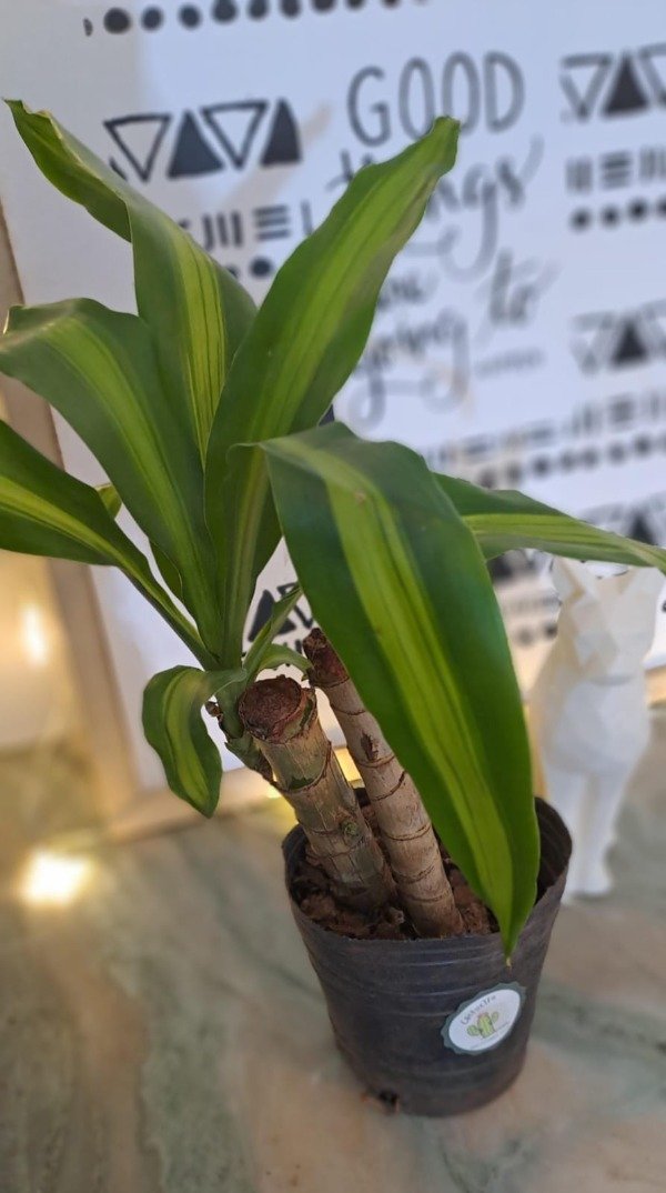 Producto - Palo de agua Chico (Dracaena fragrans)