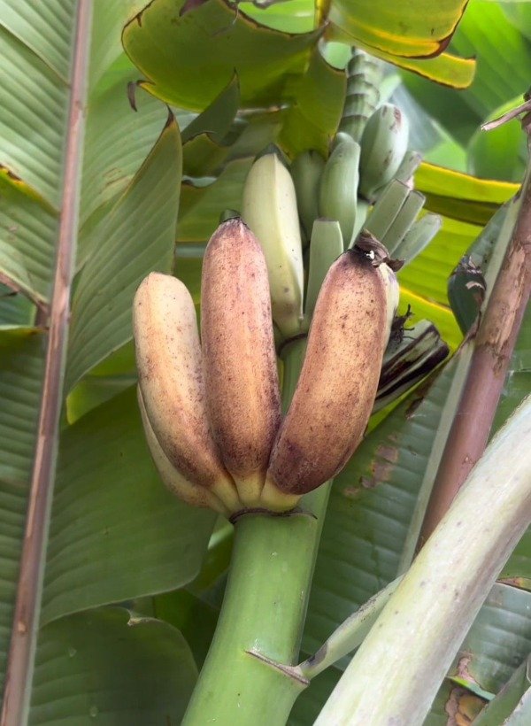 Producto - Planta de Banana - Musa ornata