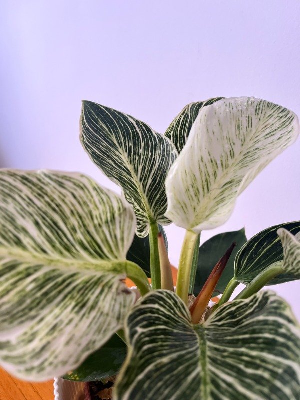 Producto - Aglonema Birkim