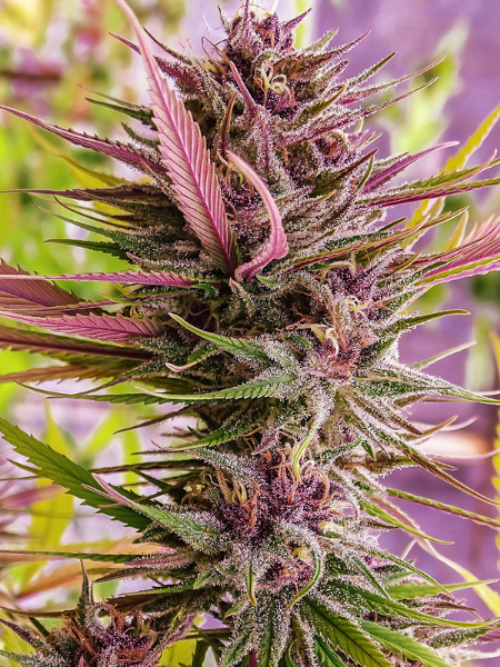 Producto - Despink x5 - Silver River Seeds