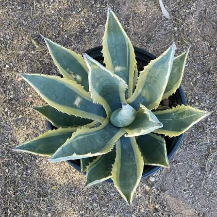 Producto - Agave americana "pita" variegado 3L