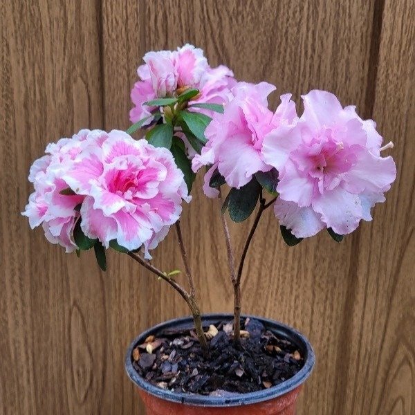 Producto - Azalea doble