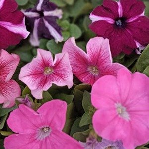 Producto - Petunia grandiflora (Petunia) x cajón