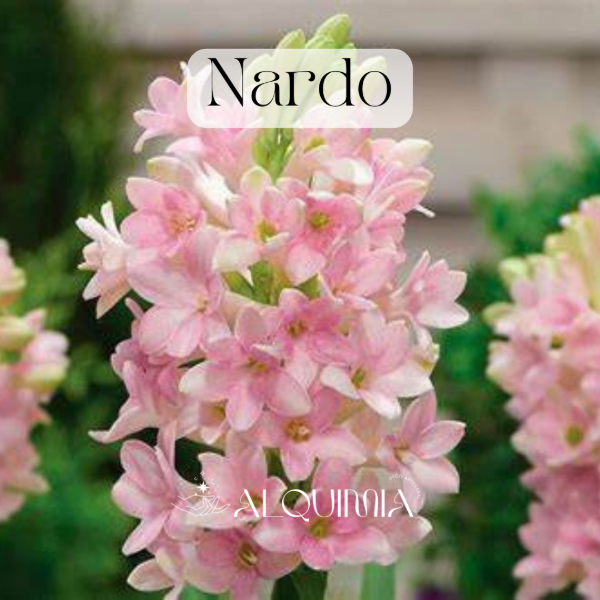 Producto - Nardo