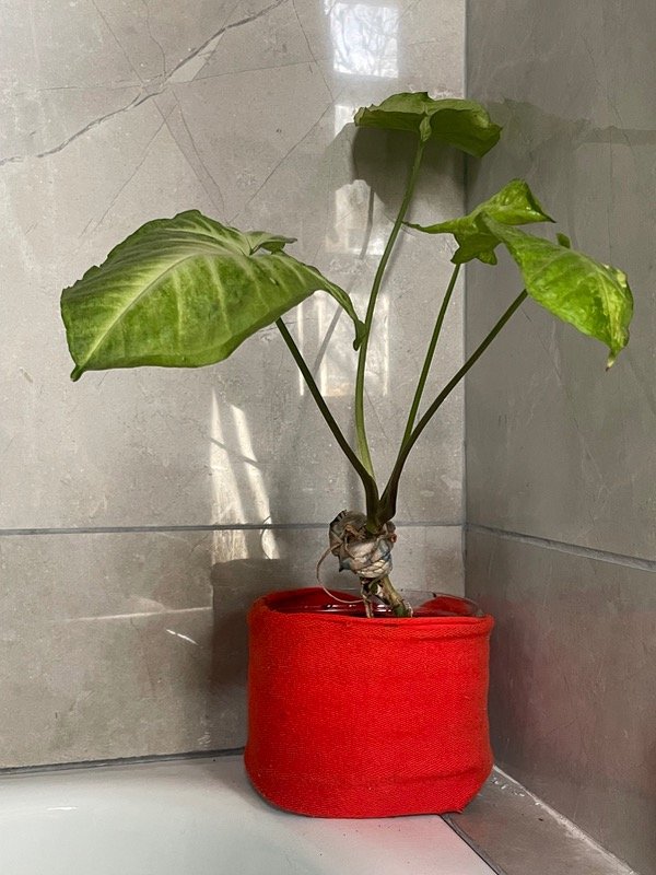 Producto - Singonio en maceta roja