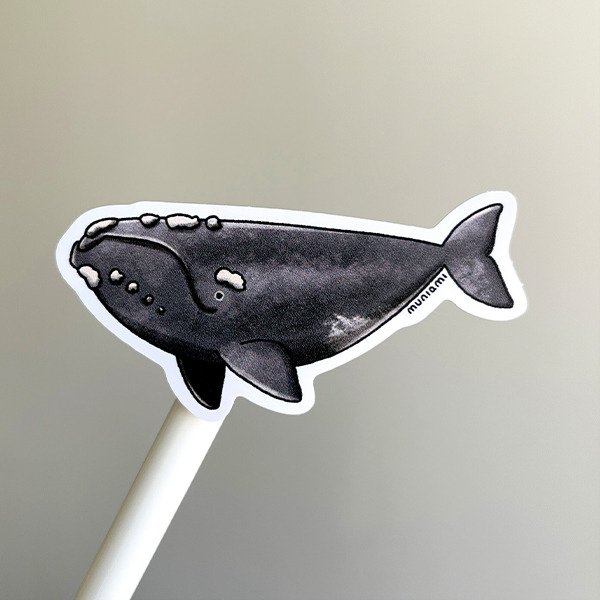 Producto - Sticker vinilo - Fauna marina argentina - Ballena franca austral