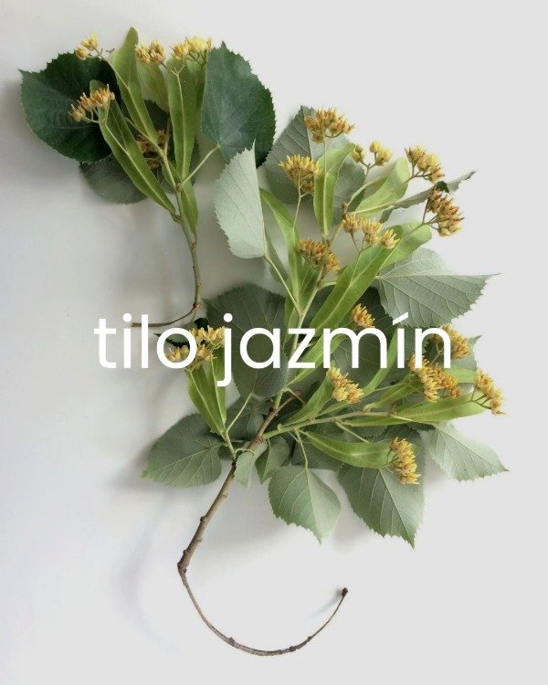 Producto - Esencia Tilo Jazmin