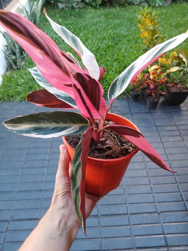 Miniatura de producto - 5