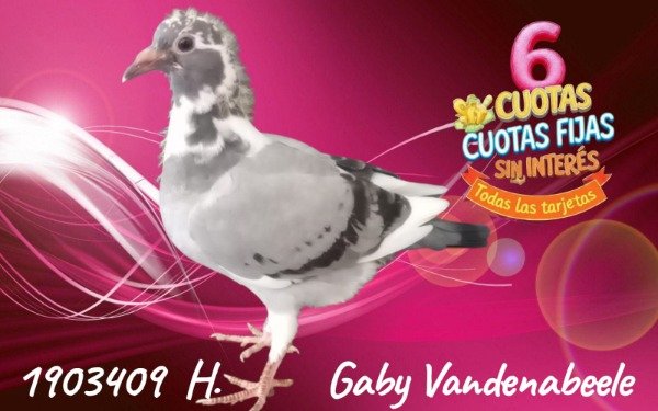 Producto - 1903409 H Gaby Vandenabeele
