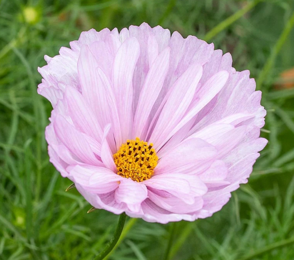 Producto - Cosmos bipinnatus Cupcakes Blush - 4