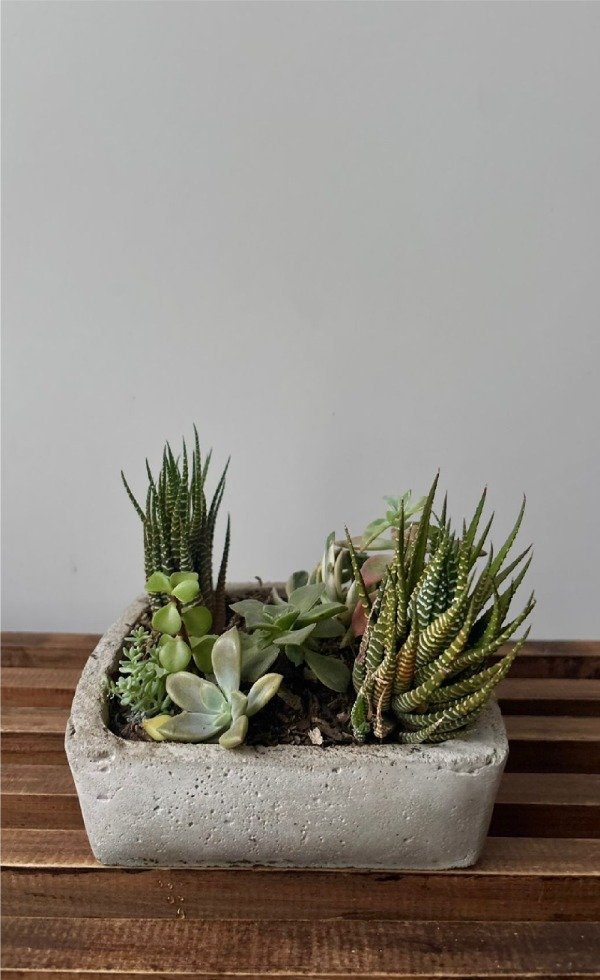 Producto - Mini jardín de suculentas - 0