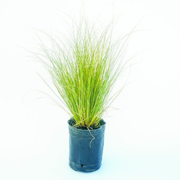 Producto - Carex Phoenix