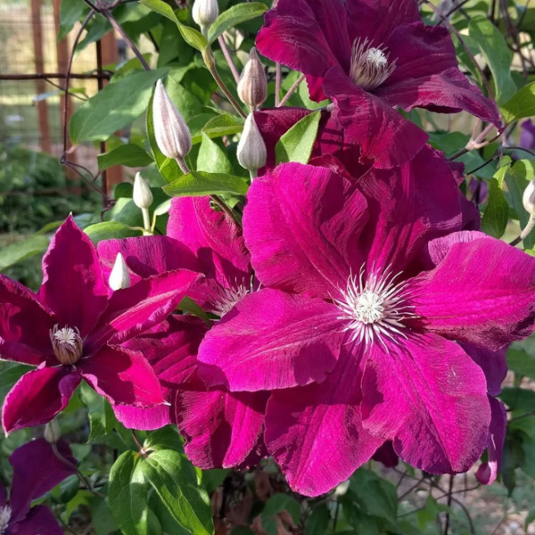 Producto - Clematis Rouge Cardinal
