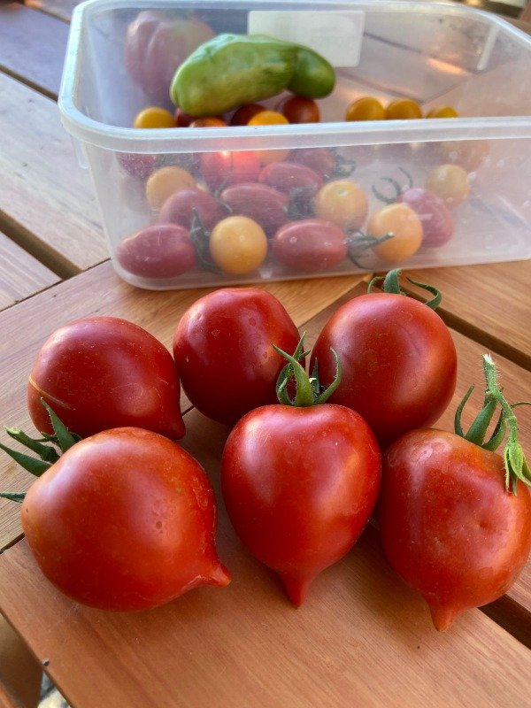 Producto - Semillas agroecologicas de tomate multiflora