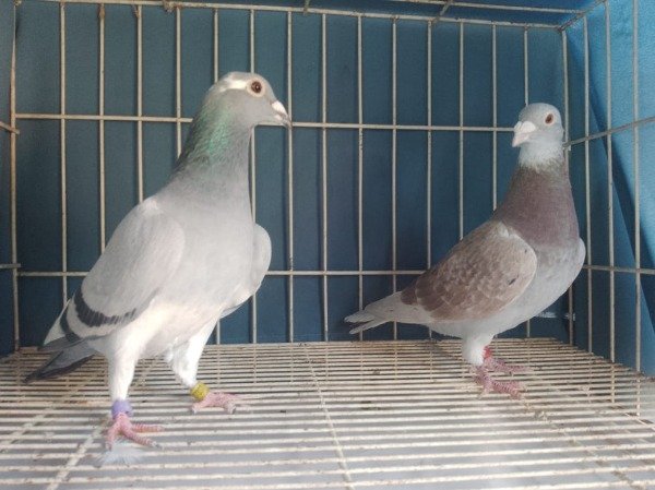 Producto - PALOMAR EL GUARNA CASAL 5